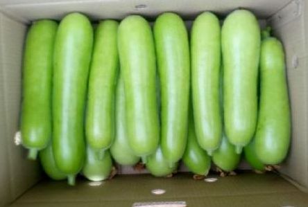 Organic Fresh Bottle Gourd, Packaging Size : 10 kg, 20 kg, 25 kg, 50 kg