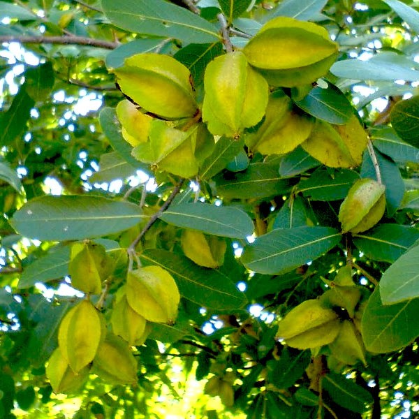 Terminalia Arjuna, Grade : Medicine Grade