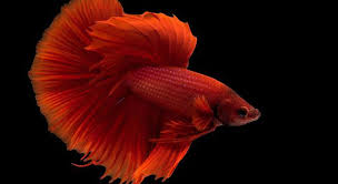 Betta Fish, for Cooking, Food, Human Consumption, Making Medicine, Making Oil, Color : Blue, Red