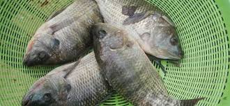 Tilapia, for Cooking, Food, Making Oil, Style : Dried, Fresh, Frozen