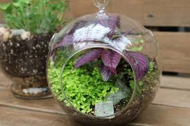 Round Glass terrariums, for Garden Decoration, Tabletop Decoration, Size : 3.5x9 Inches