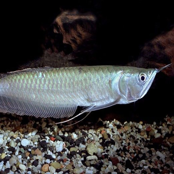 Arowana Fish, for Cooking, Food, Human Consumption, Making Medicine, Making Oil, Packaging Type : Thermocole Box
