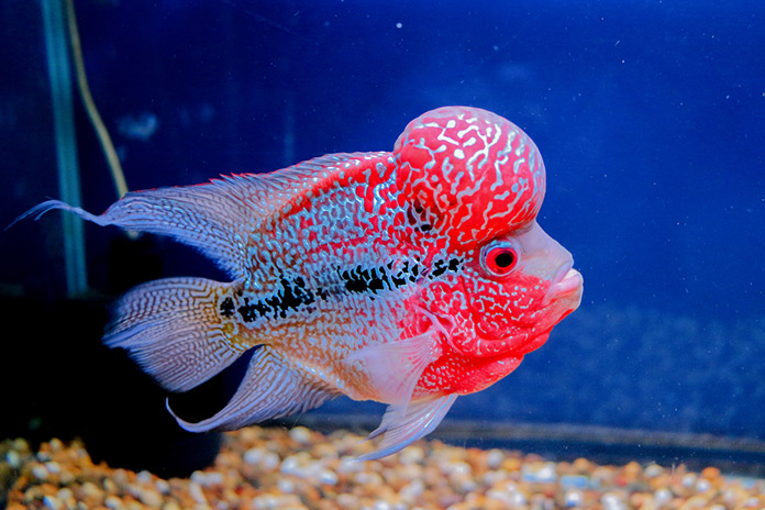 Flower horn fish, for Cooking, Food, Human Consumption, Making Medicine, Making Oil, Feature : Eco-Friendly