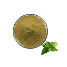 Common Peppermint Extract, Style : Dried, Fresh