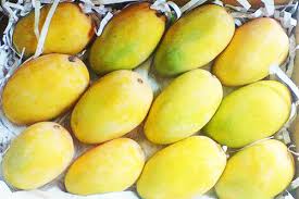 Kesar mango, for Direct Consumption, Juice Making, Packaging Type : Corrugated Box, Jute Bags, Wooden Carton