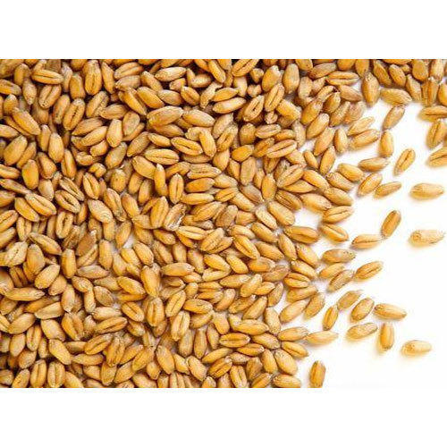 Organic Natural Wheat Seeds, for Beverage, Flour, Feature : Healthy, Non Harmul