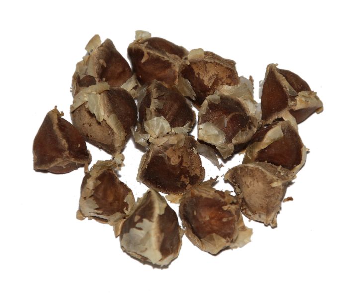 Common Drumstick Seeds, Purity : 99%