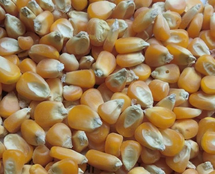 Common Maize Seeds, for Animal Feed, Human Consuption, Color : Yellow