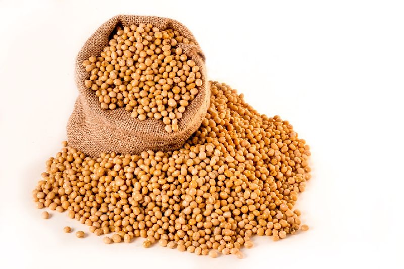 Soybean seeds, for Beverage Drinks, Human Consumption, Feature : High Nutritional Value, Low Moisture
