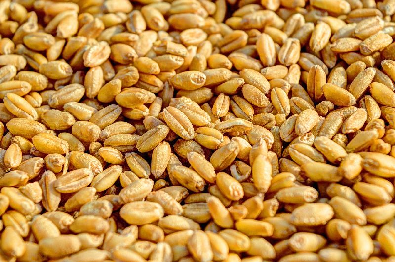 Organic Wheat Seeds, for Chapati, Khakhara, Purity : 98%