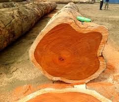 teak wood
