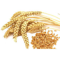 Natural Wheat Seeds, for Flour, Purity : 98%