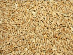 Organic Wheat Seeds, Purity : 99%