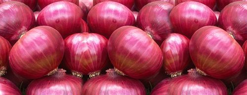 Organic fresh red onion, for Human Consumption, Feature : Freshness, Hygienic