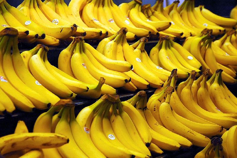 Organic fresh banana, for Human Consumption, Feature : Healthy Nutritious, Strong Flavor