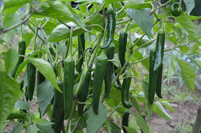 Common Fresh Green Chili