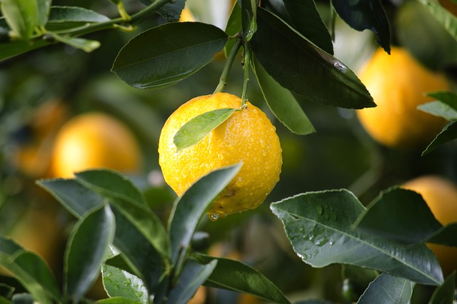 Organic Fresh Lemon, for Fast Food, Pickles, Taste : Sour