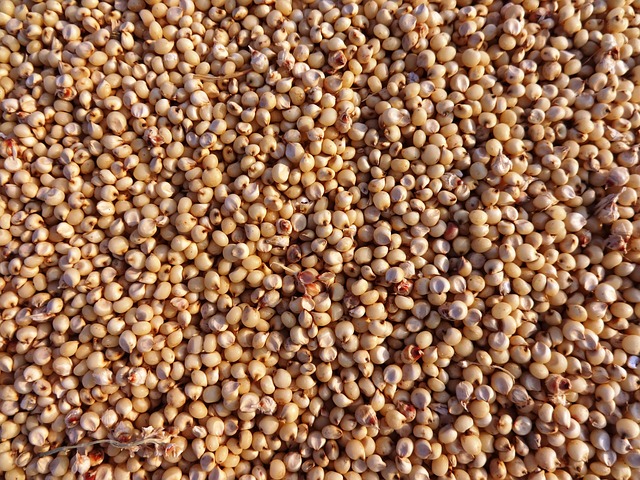 Organic Jowar Seeds, for Food, Feature : Easy To Digest, High In Protein