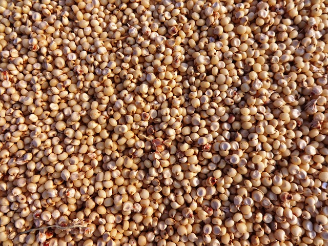 Organic Jowar Seeds, For Food, Feature : Easy To Digest, High In Protein