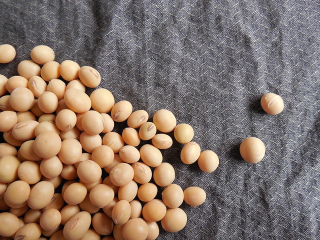 Organic Soybeans Seeds, Feature : High Nutritional Value, Low Moisture
