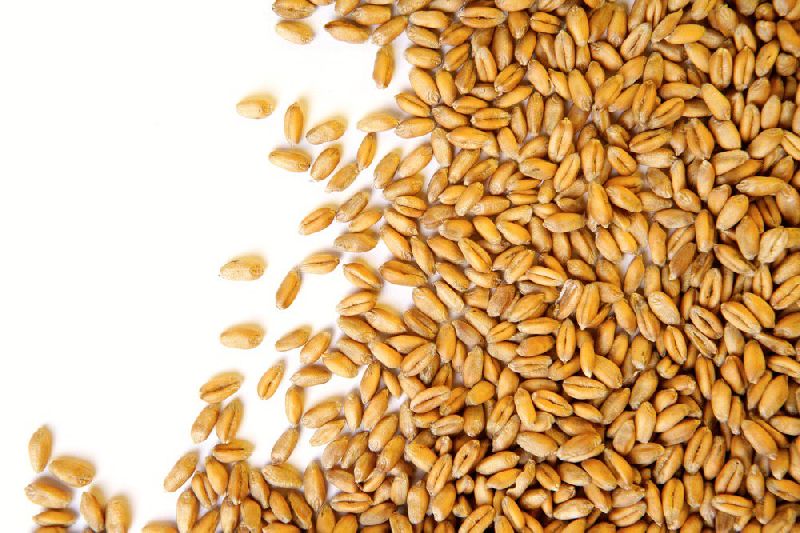 Organic Wheat Seeds, for Beverage, Food