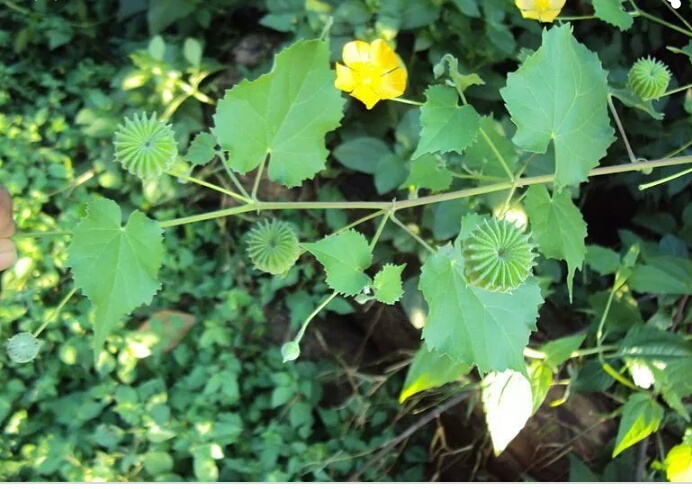 Abutilon Indicum Leaf