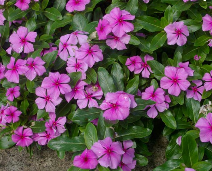 Periwinkle Flower, Color : Light Pink