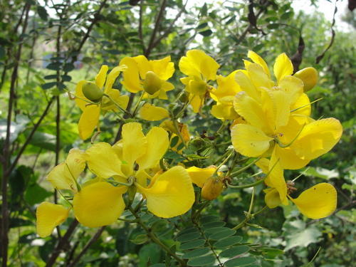 Senna Auriculata Flower