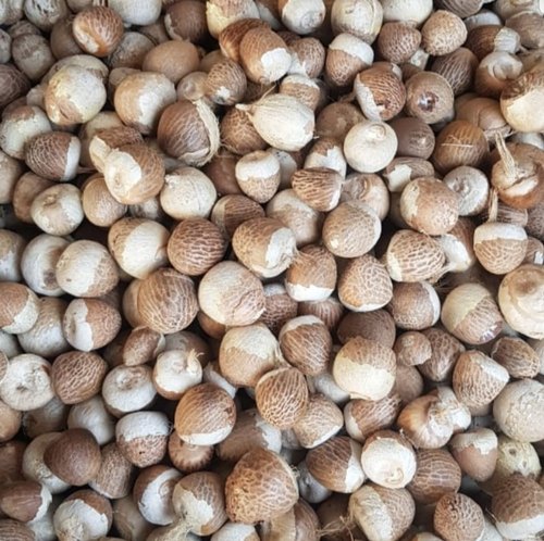 Organic betel nut, Shelf Life : 12 Months