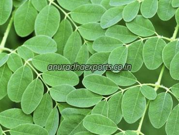 Herbal Moringa Leaves