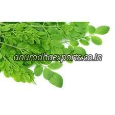 Organic Moringa Leaves, for Cosmetics, Medicine, Feature : Highly Effective