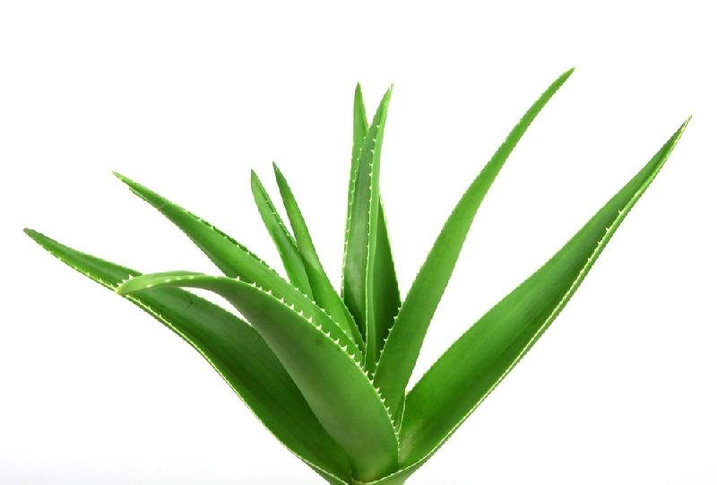 Organic Fresh Aloe Vera Leaves, for Body Lotion, Making Shampoo, Packaging Type : Pp Bags
