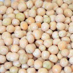 Organic White Peas, Packaging Size : 50Kg