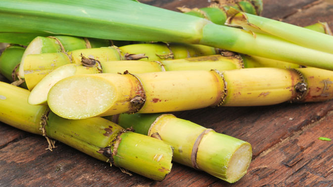 Organic Sugarcane Sticks, for Jaggery, Color : Green