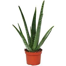Natural Aloe vera Plants, for Cosmetic, Medicines, Feature : Easy To Grow, Insect Free, Long Term Freshness