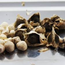 moringa seeds