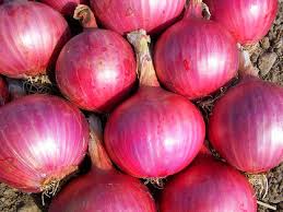 Organic Fresh Big Onion, for Human Consumption, Feature : Natural Taste, Non Harmful