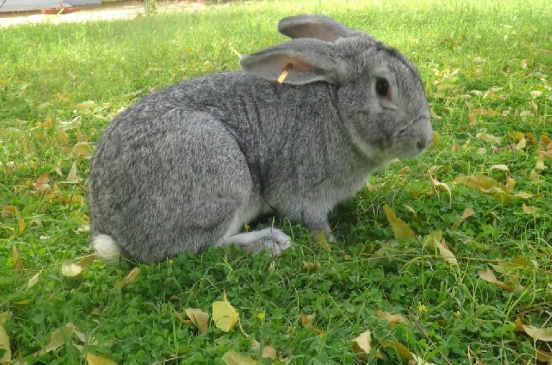 Soviet Chinchilla Rabbit Meat