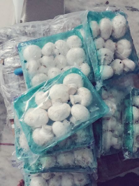 Oyster india in Beed - Retailer of Button Mushroom & Drie Oyster Mushroom