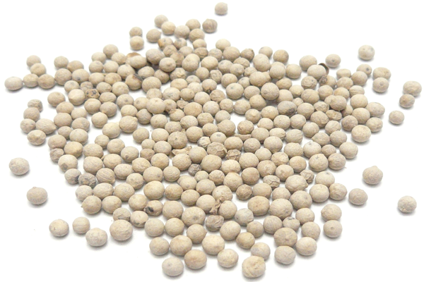 Dried White Pepper Seeds Manufacturer in Salem Tamil Nadu India by Logu  Janarth Agro Foods Pvt. Ltd. | ID - 5006350