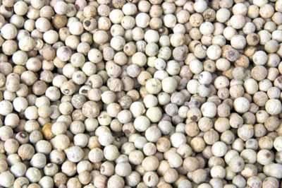 Natural White Pepper Seeds