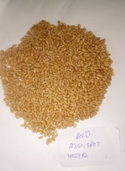 Organic Sharbati Tukdi Wheat, Packaging Type : Gunny Bag, Plastic Bag