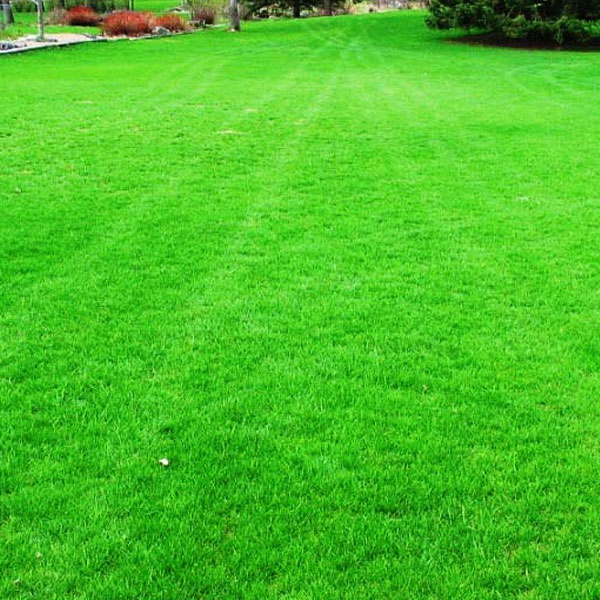 Mexican Grass, for Lawn, Length : 1-10 Mtrs