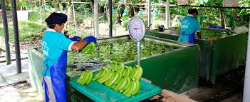 Natural Banana Puree Plant, for Human Consumption, Color : Green, Light Green