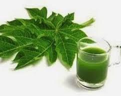Papaya leaf extract, Shelf Life : 1Month, 3Months, 6Months