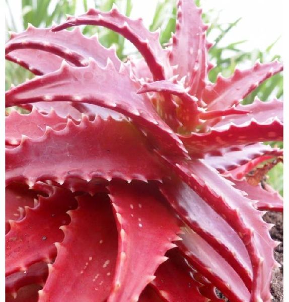 red aloe vera plant