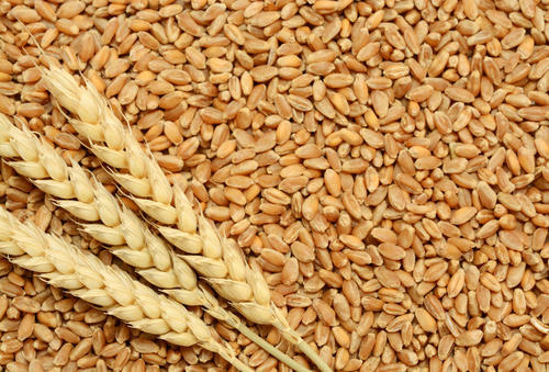 Common Light Brown Wheat Seeds, Certification : FDA Certified, FSSAI, ISO 9001:2008