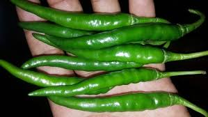 Organic Natural Green Chilli