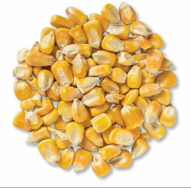 Organic Yellow Maize, for Cattle Feed, Human Food, Making Popcorn