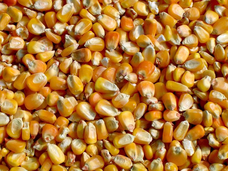 Organic Raw Yellow Maize, for Animal Feed, Cattle Feed